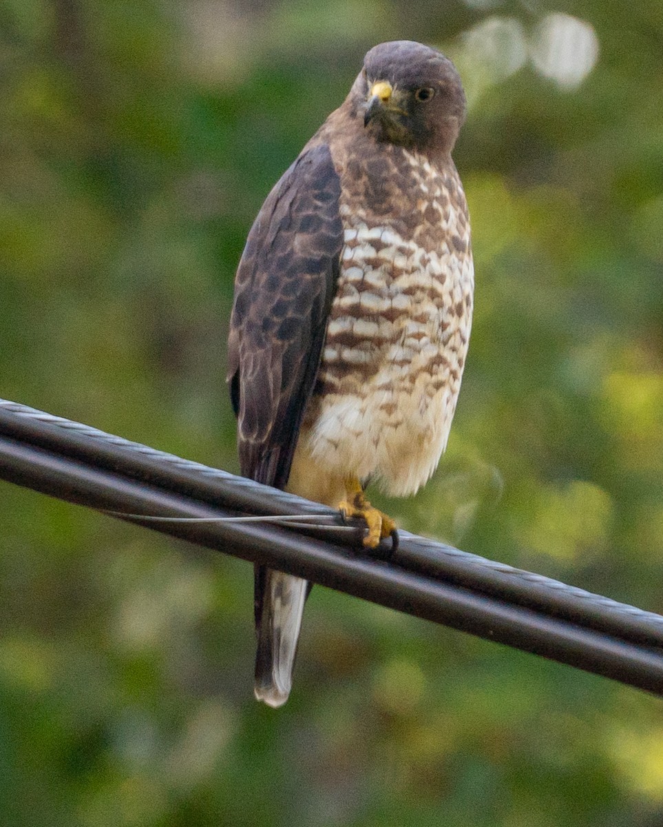 Broad-winged Hawk - ML641819047