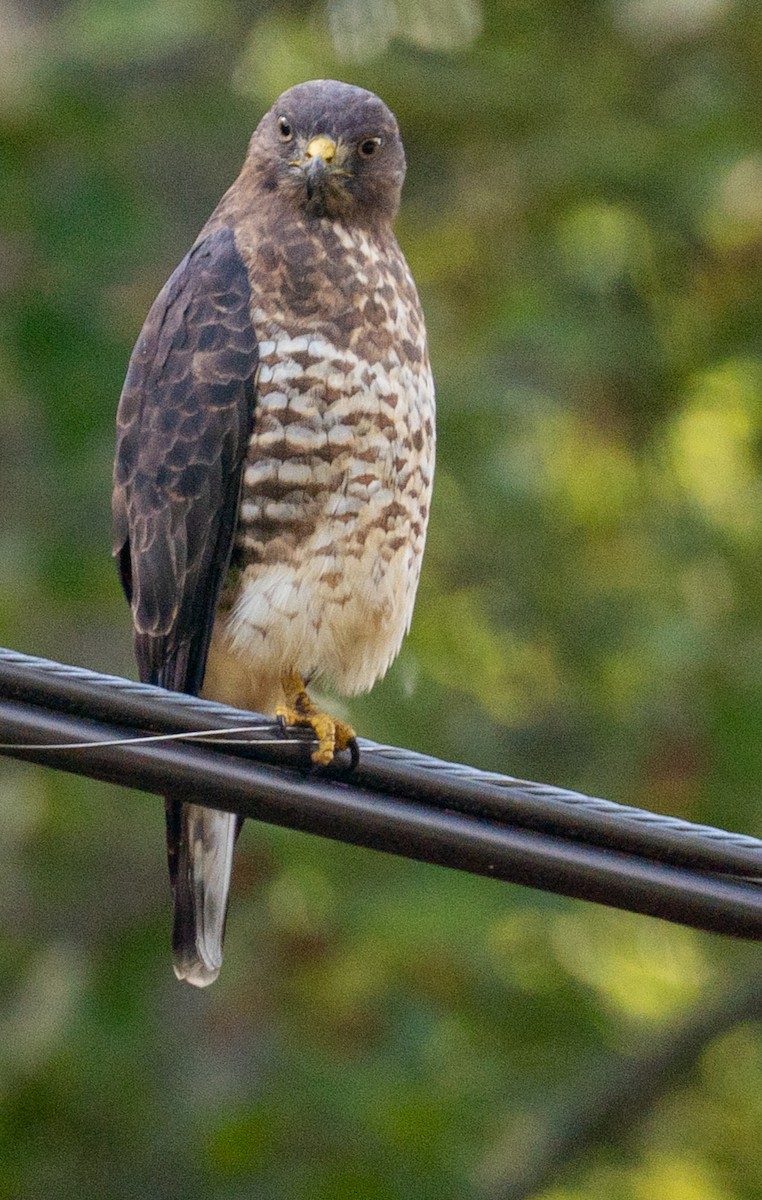 Broad-winged Hawk - ML641819049