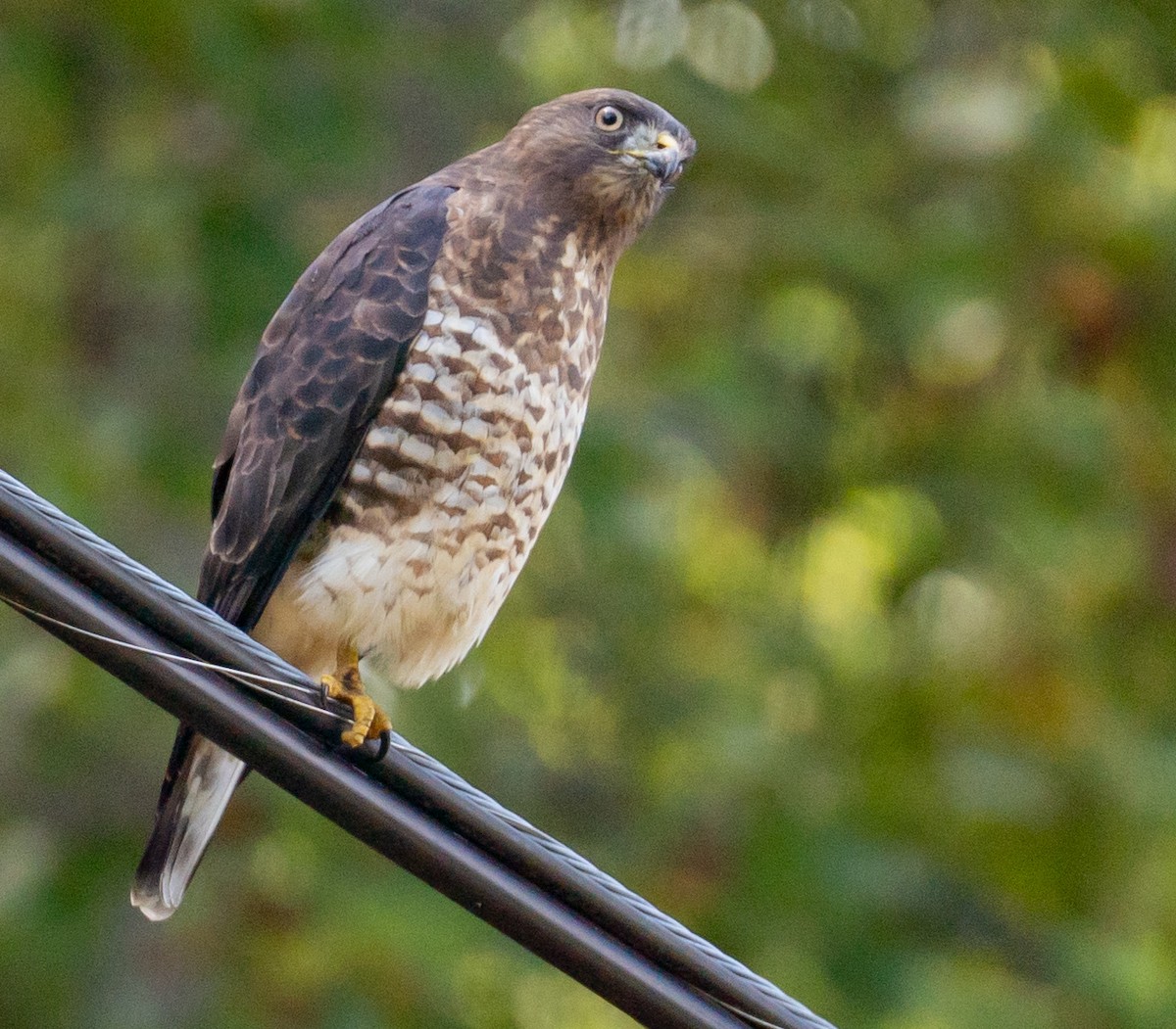 Broad-winged Hawk - ML641819050