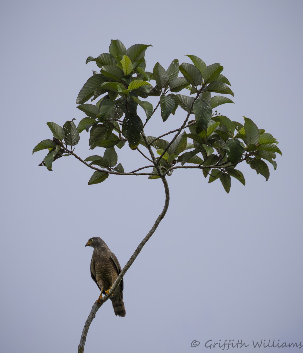Roadside Hawk - ML641819064
