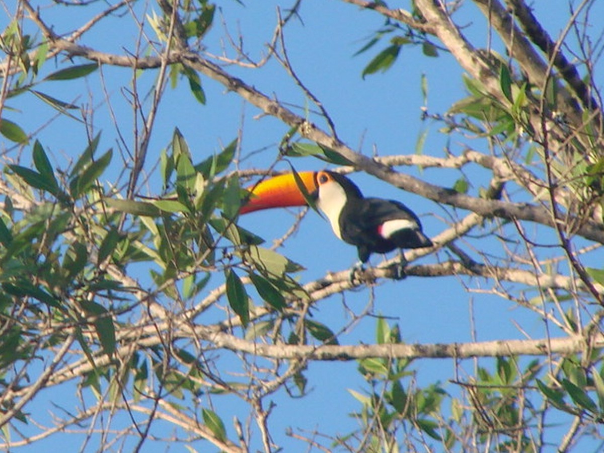Toco Toucan - ML641819079