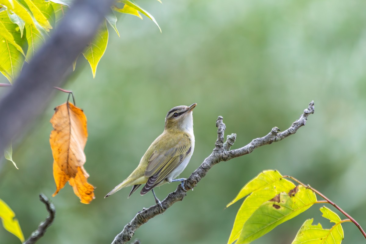 Red-eyed Vireo - ML641819081