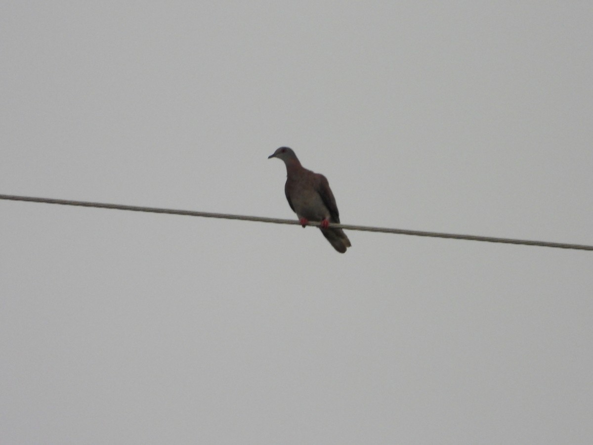 Pale-vented Pigeon - ML641819086
