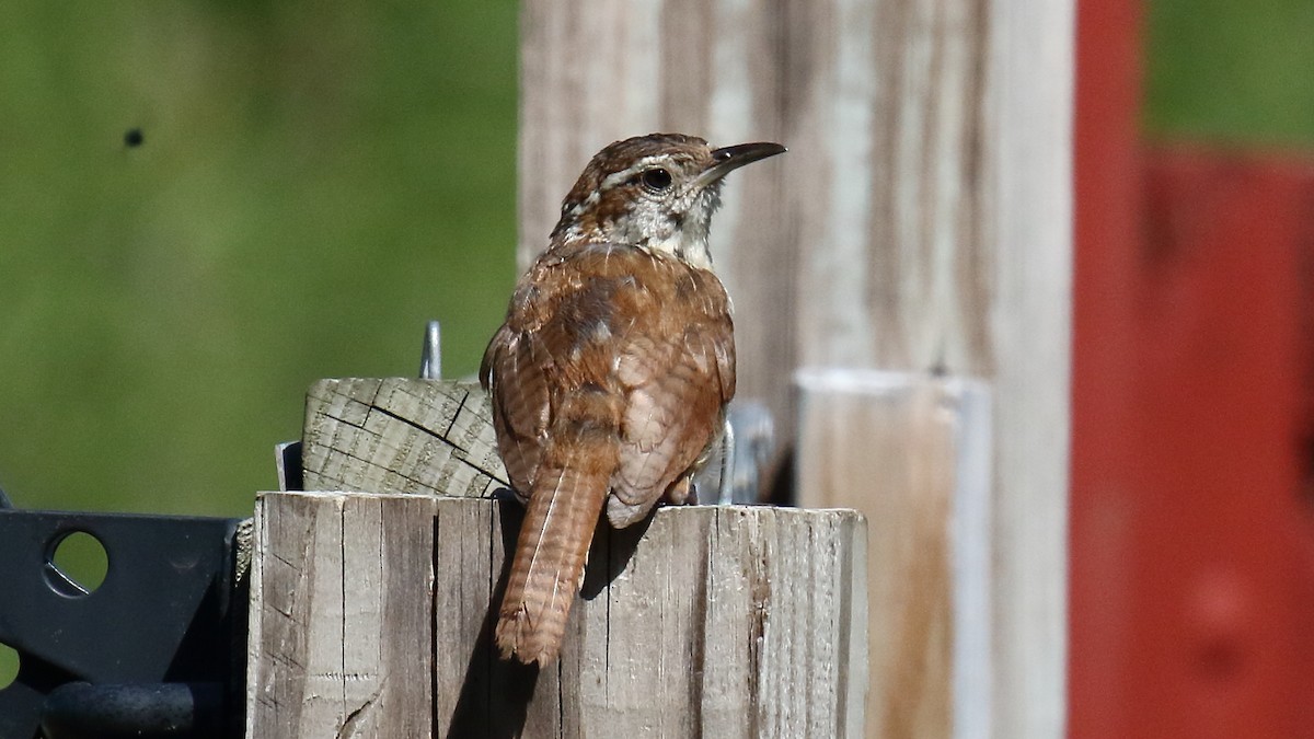 Carolina Wren - ML641819093