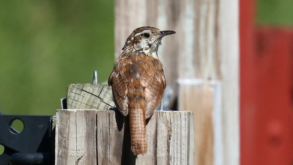 Carolina Wren - ML641819094
