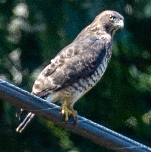 Broad-winged Hawk - ML641819111