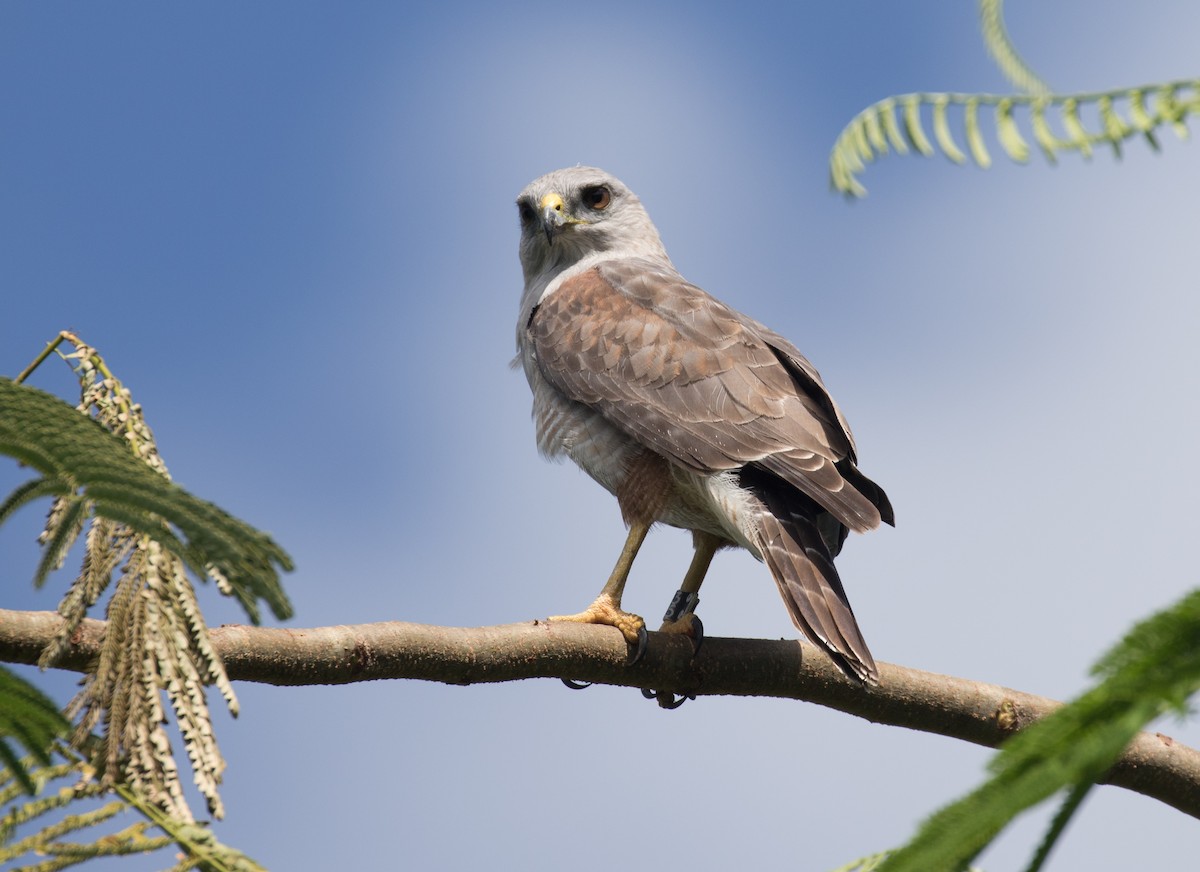 Ridgway's Hawk - ML641819128