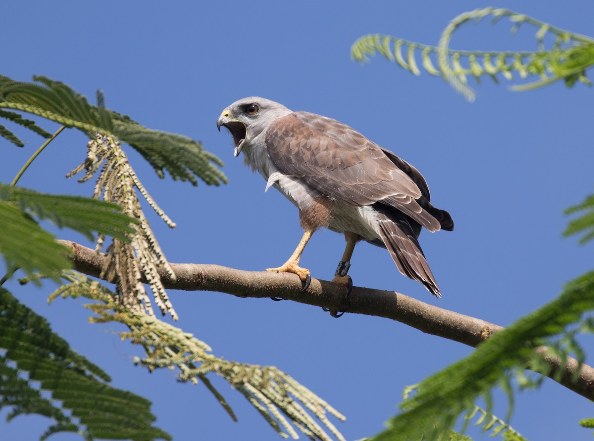 Ridgway's Hawk - ML641819129