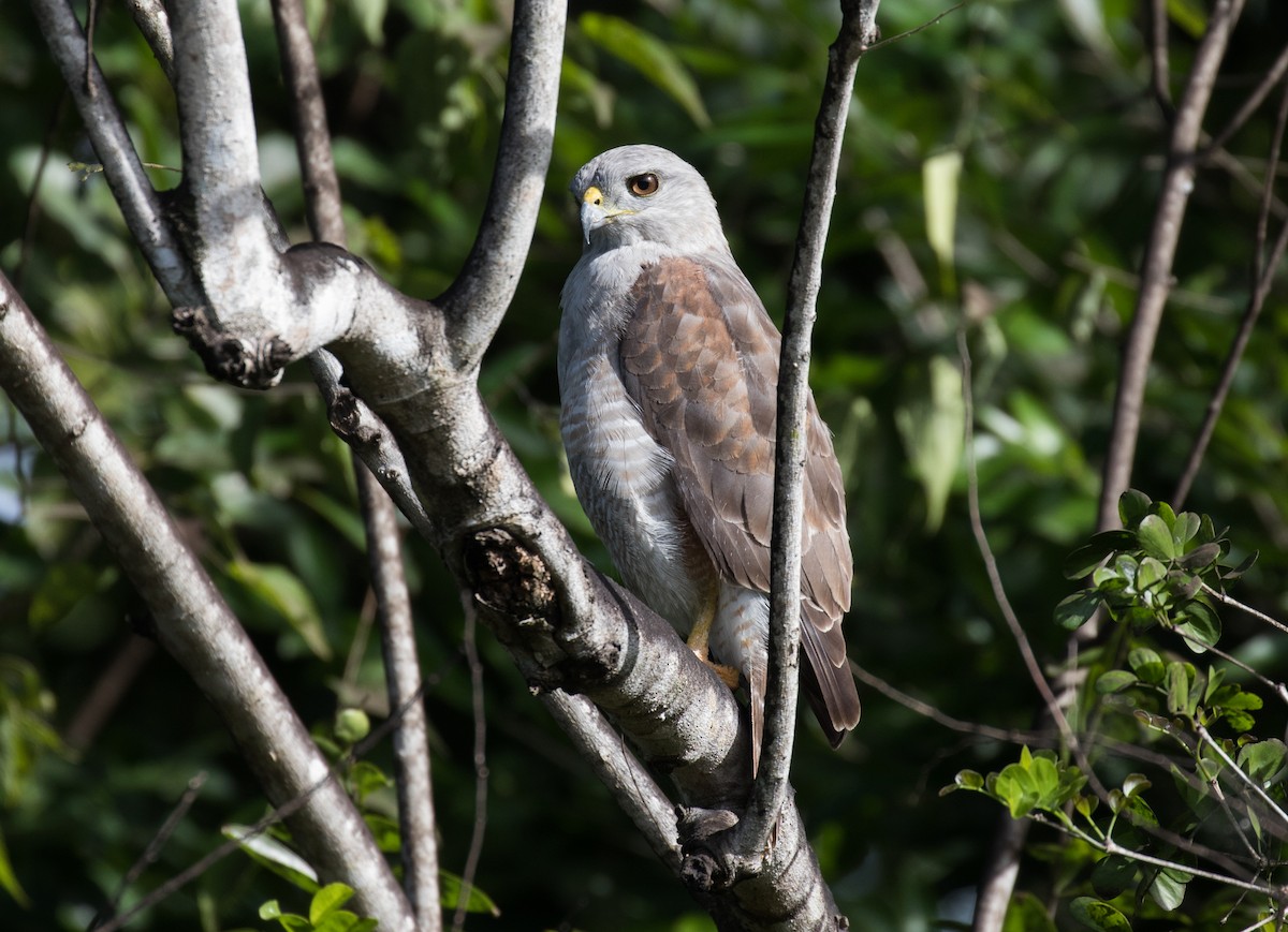 Ridgway's Hawk - ML641819130