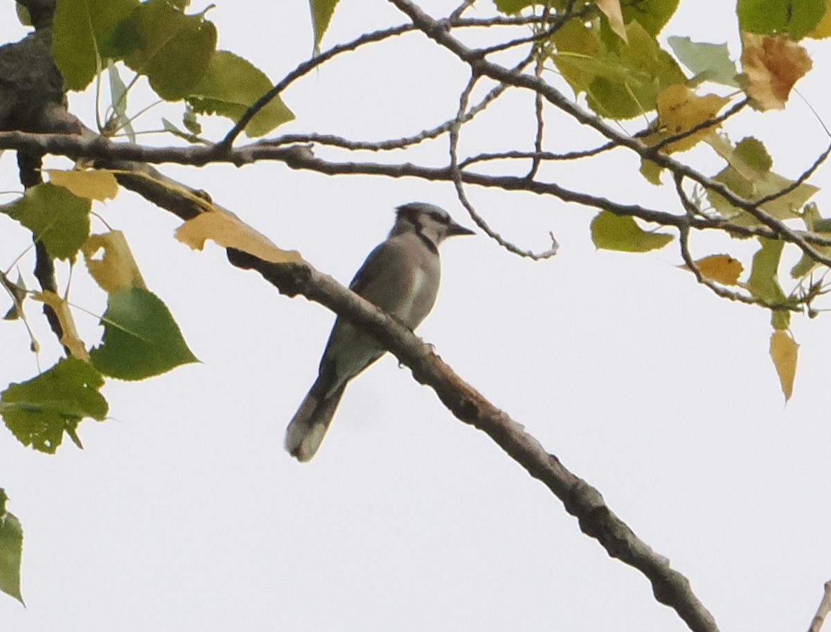 Mavi Karga - ML641819137