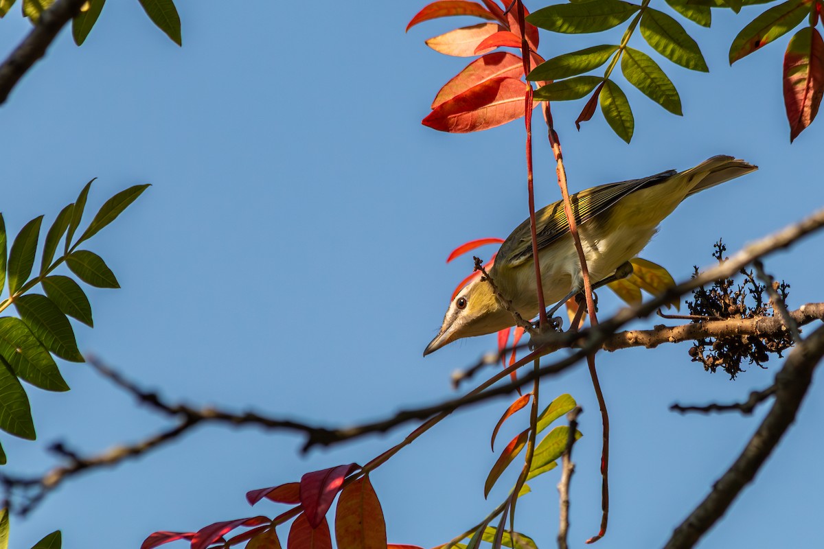 Red-eyed Vireo - ML641819140