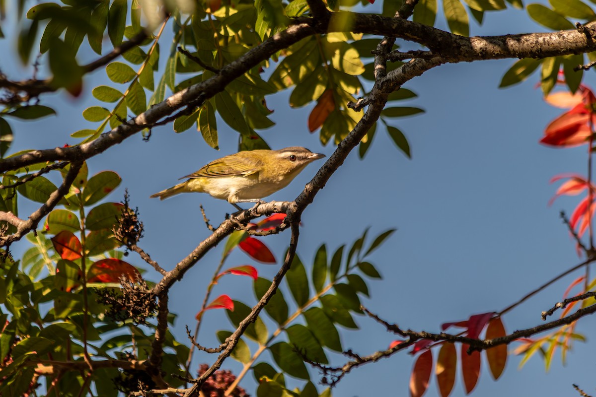 Red-eyed Vireo - ML641819161
