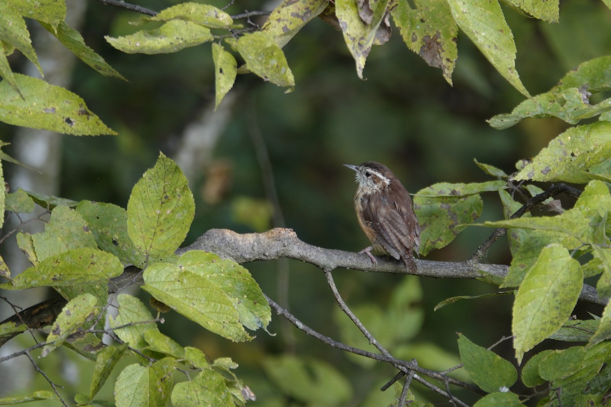 Carolina Wren - ML641819164