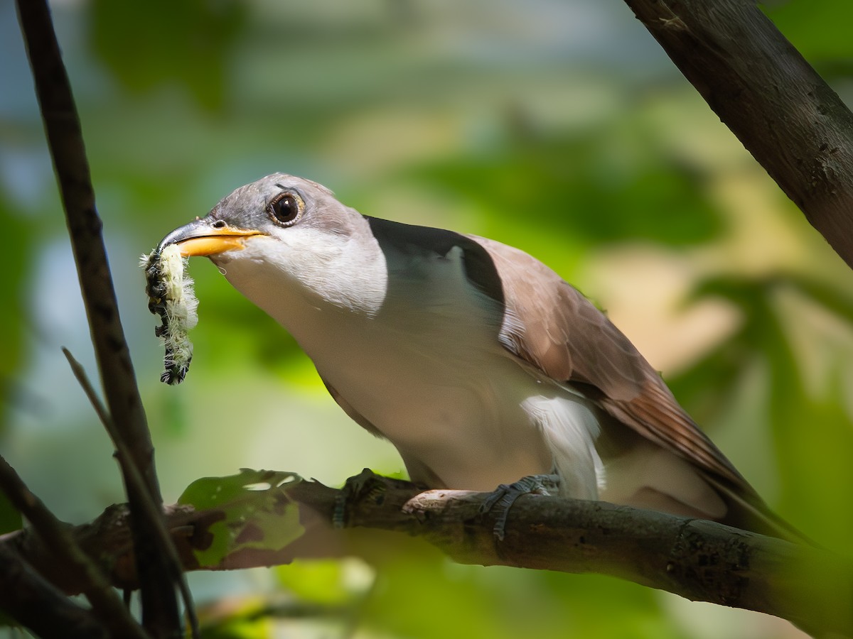 Yellow-billed Cuckoo - ML641819168