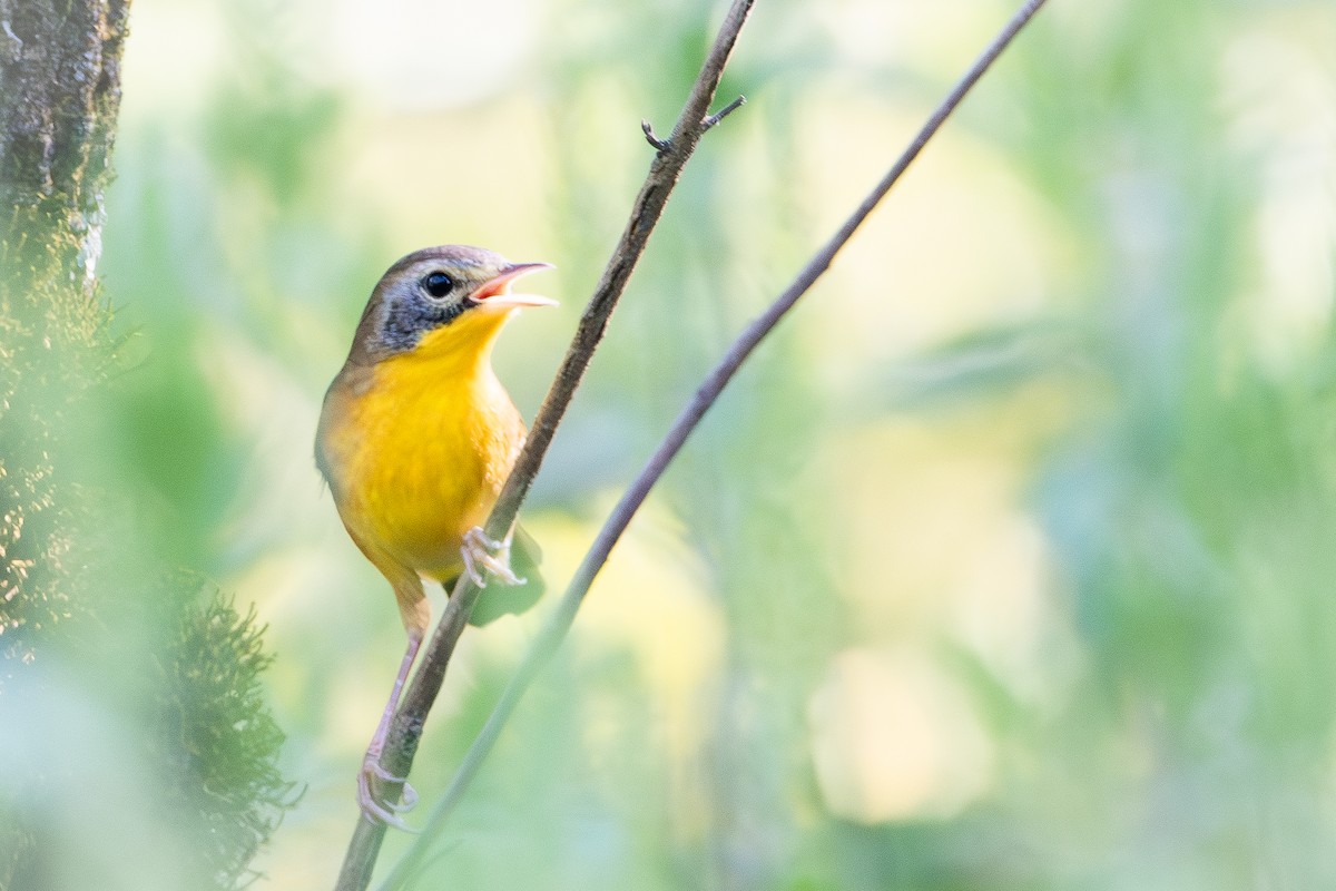 Common Yellowthroat - ML641819192