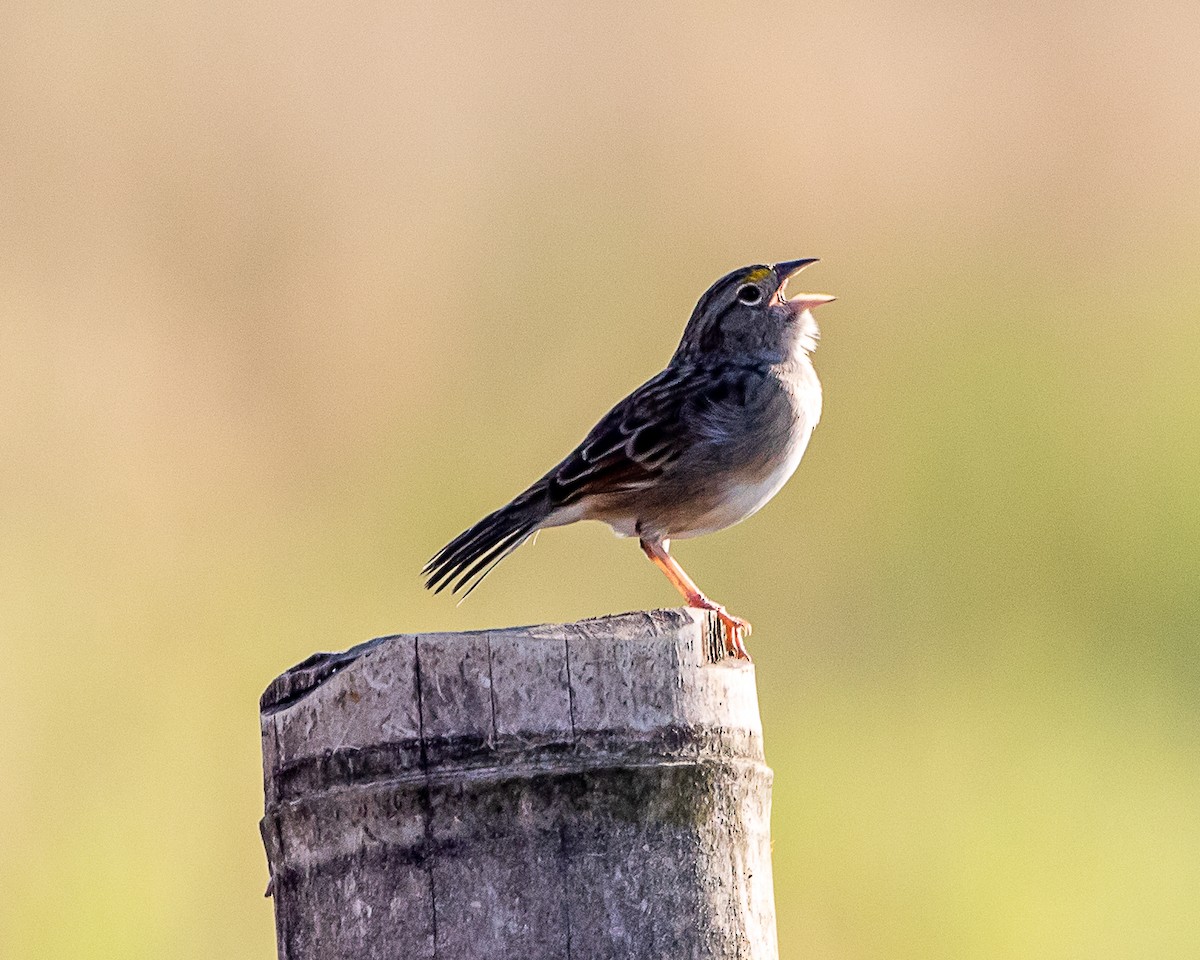 Grassland Sparrow - ML641819229
