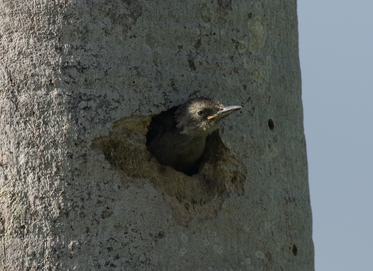 Hispaniolan Woodpecker - ML641819233
