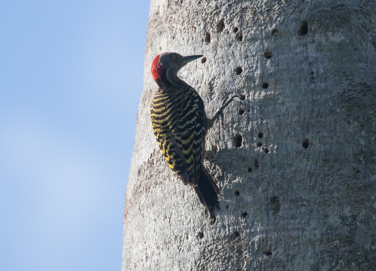 Hispaniolan Woodpecker - ML641819234