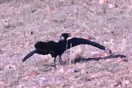 Chihuahuan Meadowlark - ML641819241