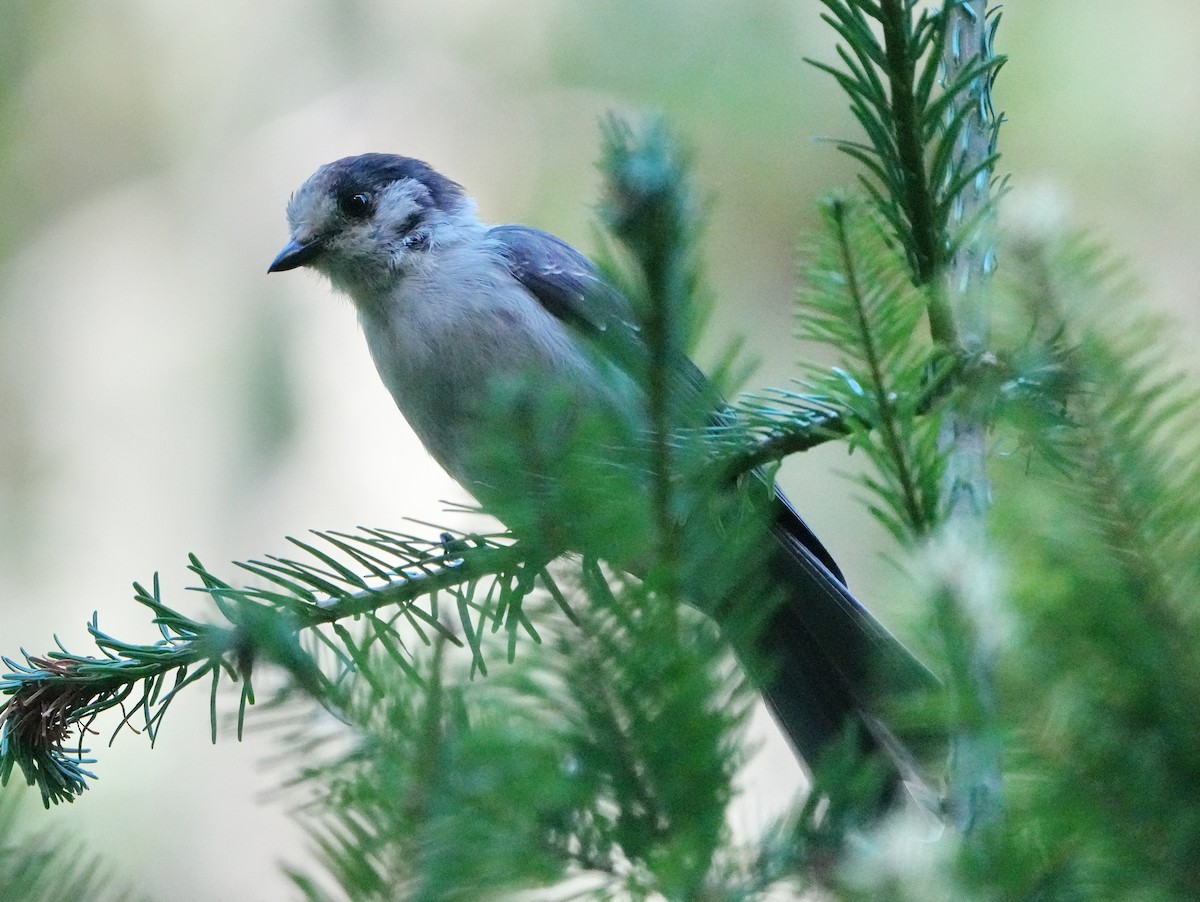 Canada Jay - ML641819244