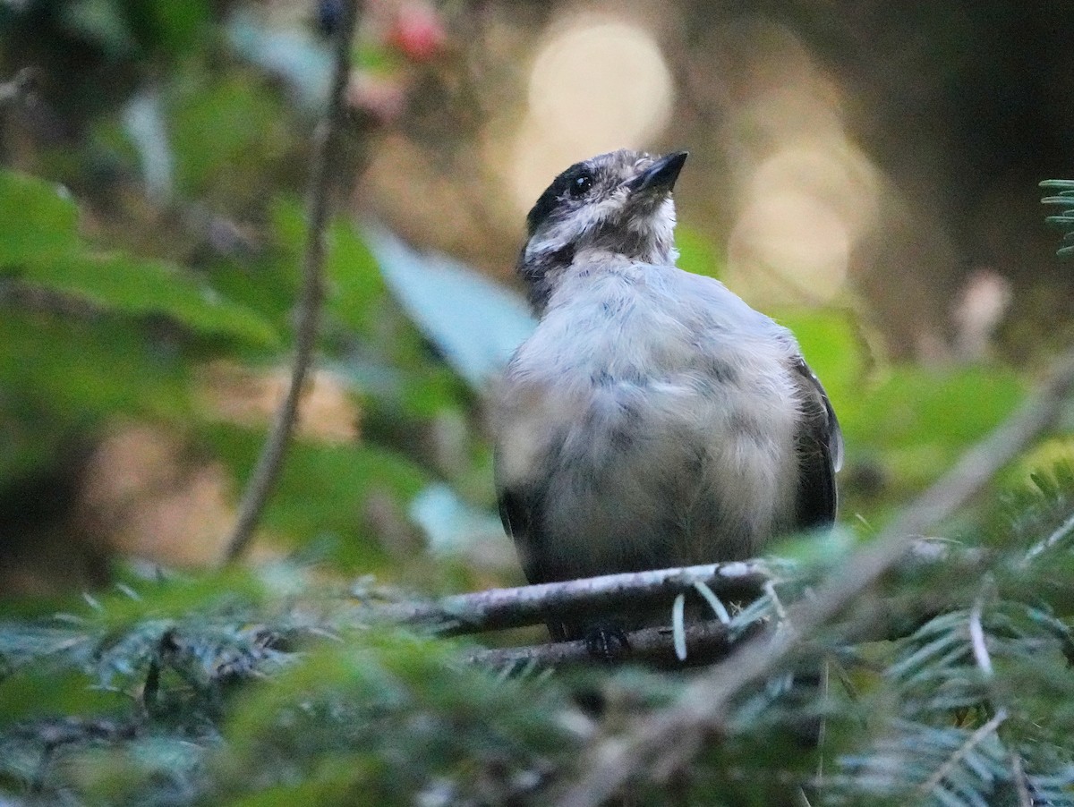 Canada Jay - ML641819248