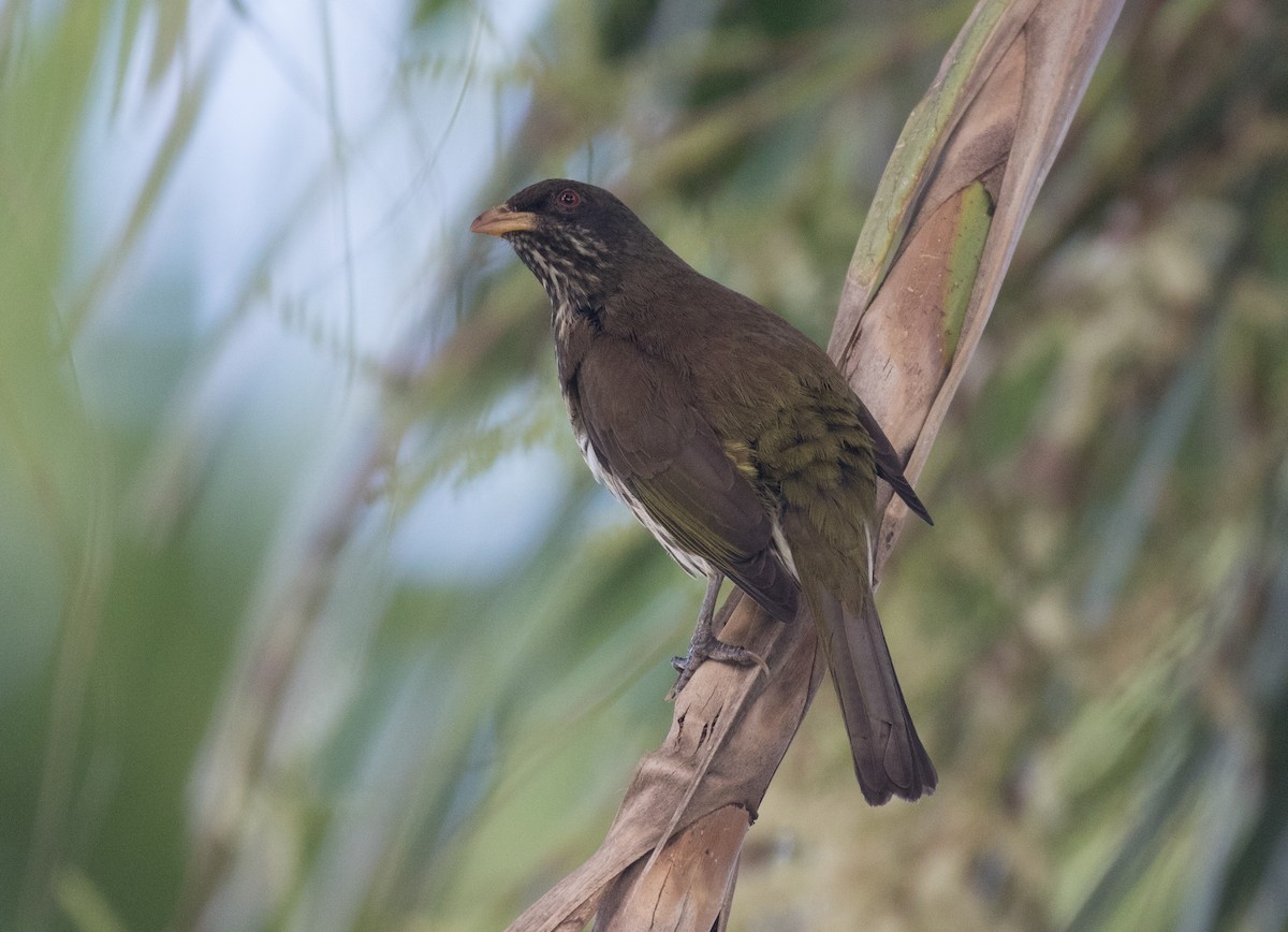 Palmchat - ML641819250