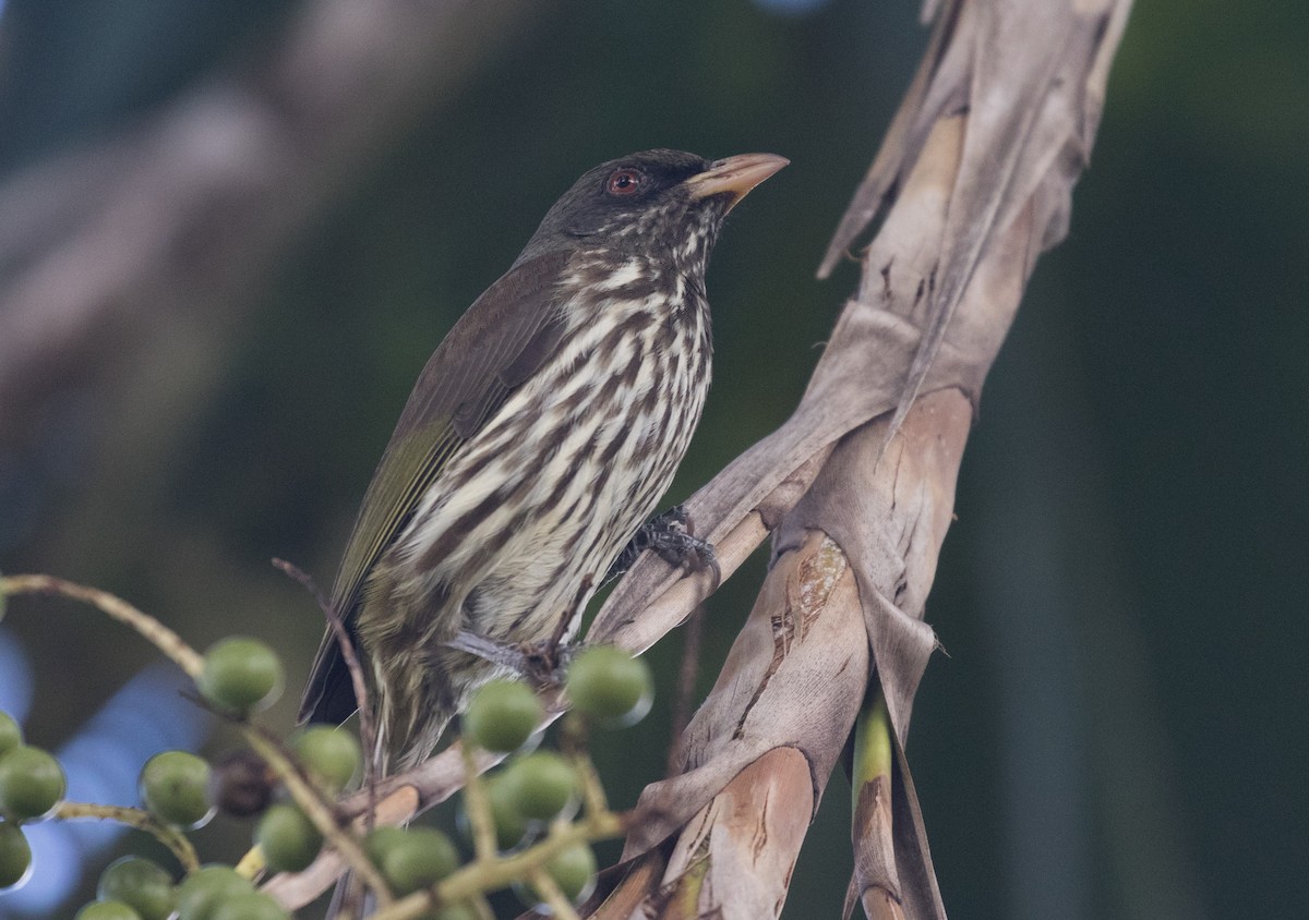 Palmchat - ML641819251