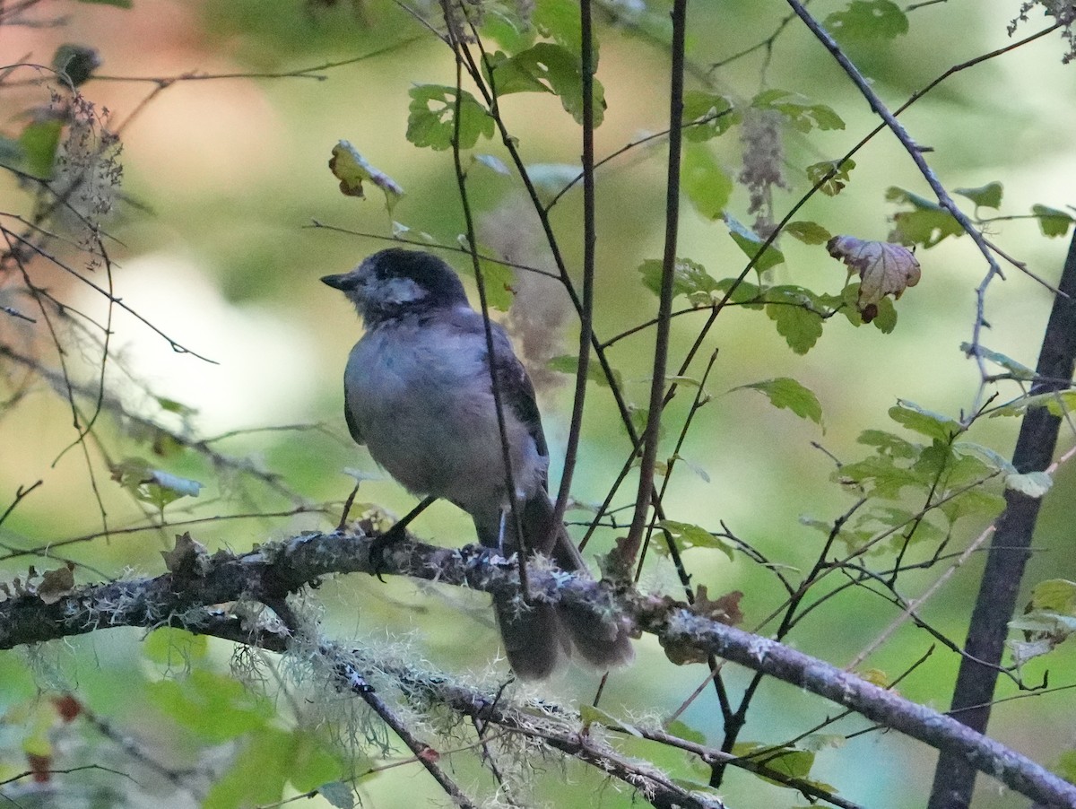 Canada Jay - ML641819252