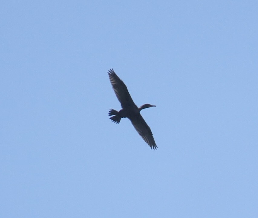 Double-crested Cormorant - ML641819286