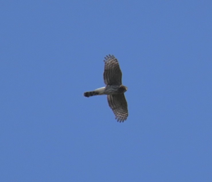 Cooper's Hawk - ML641819291