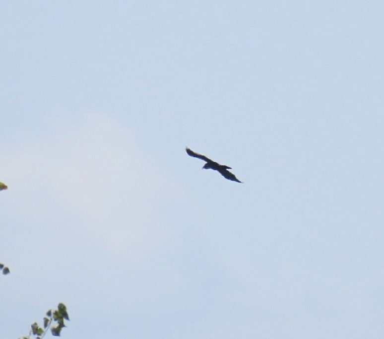 Common Raven - ML641819317
