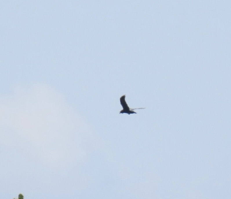 Common Raven - ML641819318