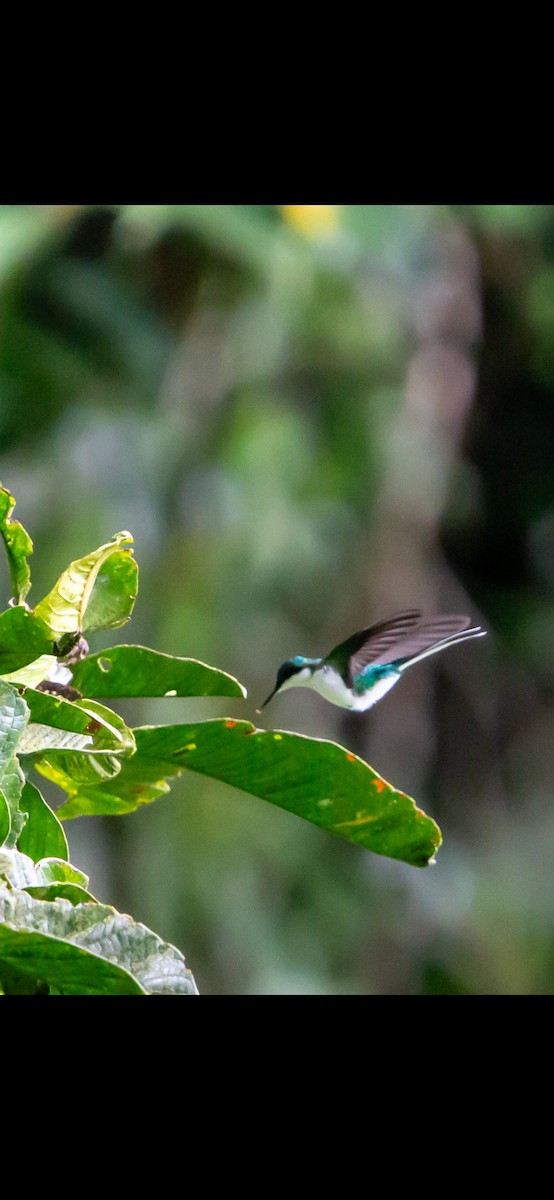 Purple-crowned Fairy - ML641819326