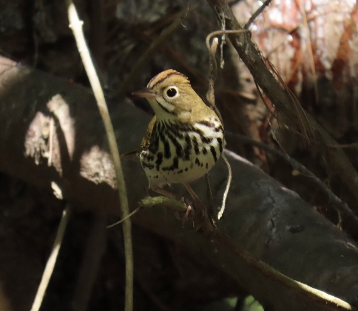 Ovenbird - ML641819333