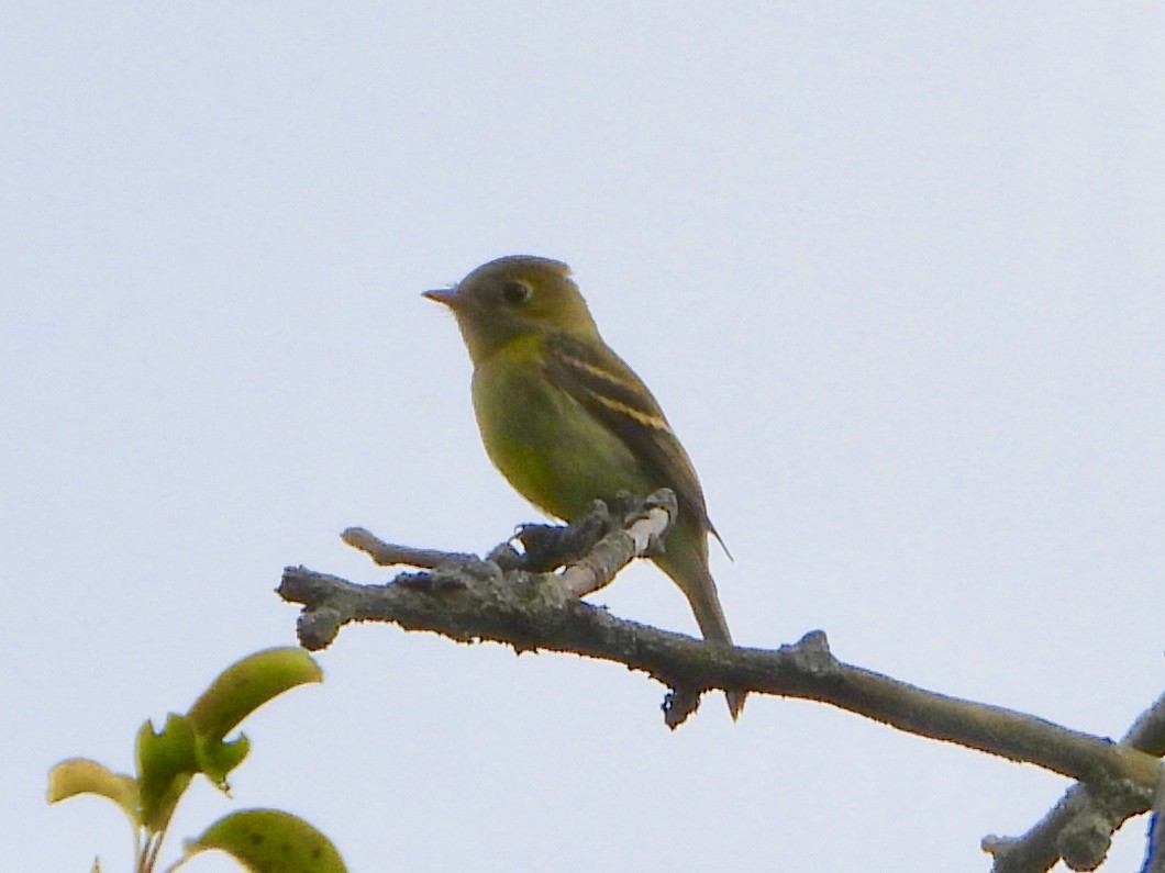 Yellow-bellied Flycatcher - ML641819334