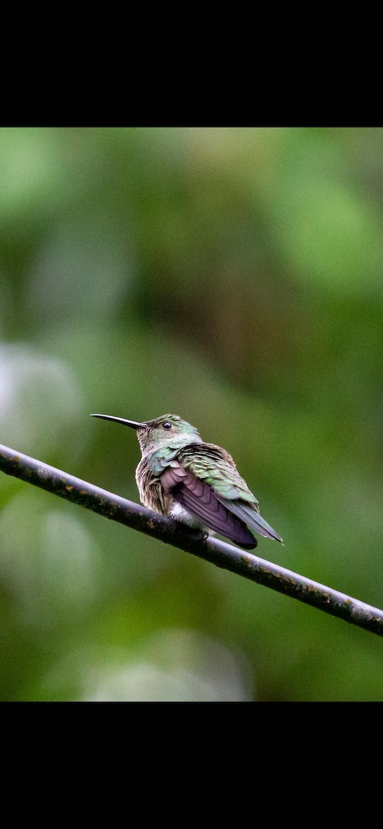 Scaly-breasted Hummingbird - ML641819335