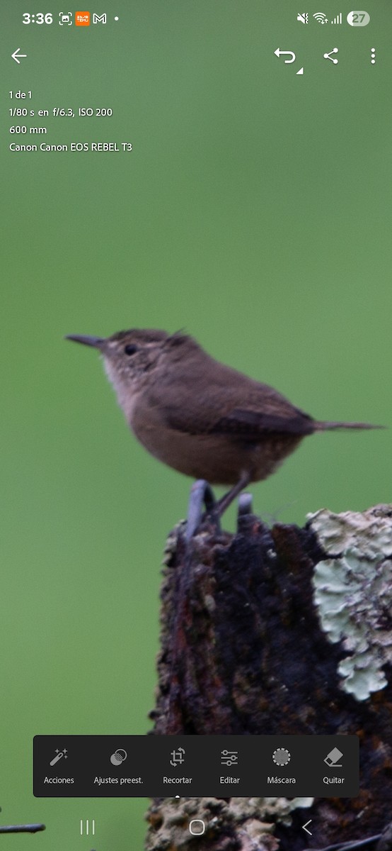 Southern House Wren - ML641819344