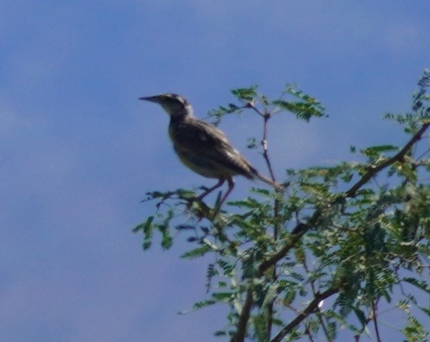 Chihuahuan Meadowlark - ML641819347