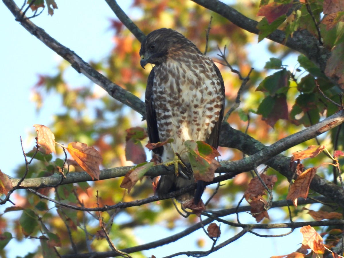 Broad-winged Hawk - ML641819351