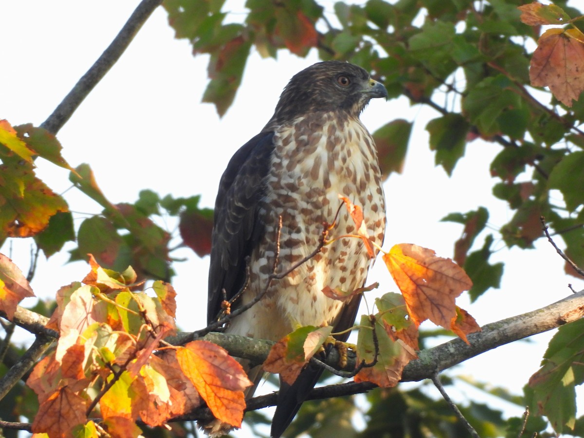 Broad-winged Hawk - ML641819352