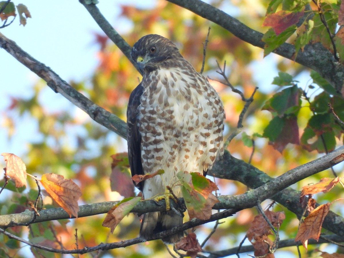 Broad-winged Hawk - ML641819353