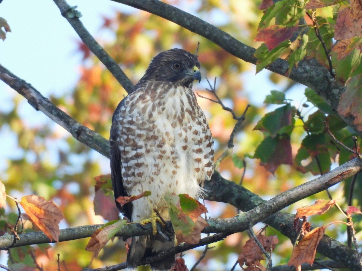 Broad-winged Hawk - ML641819355