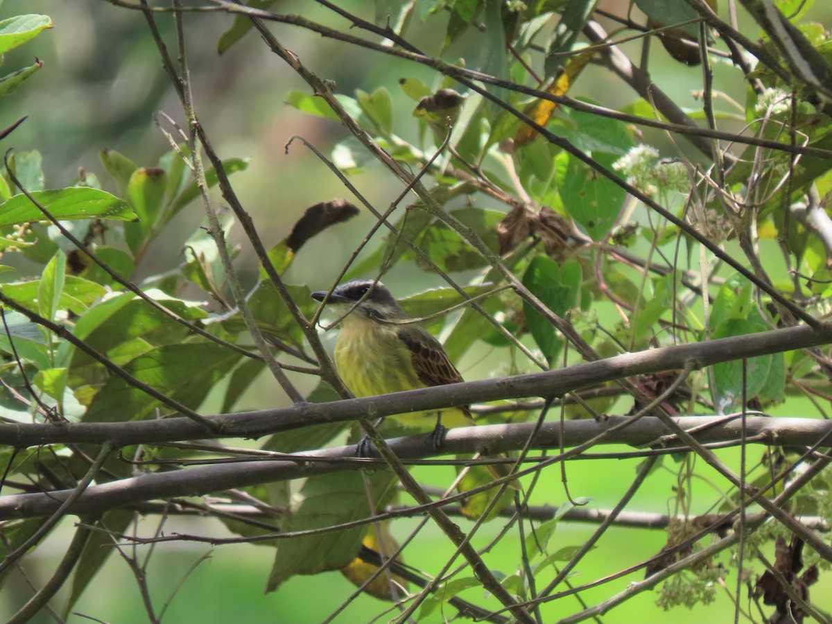 Golden-bellied Flycatcher - ML641819360