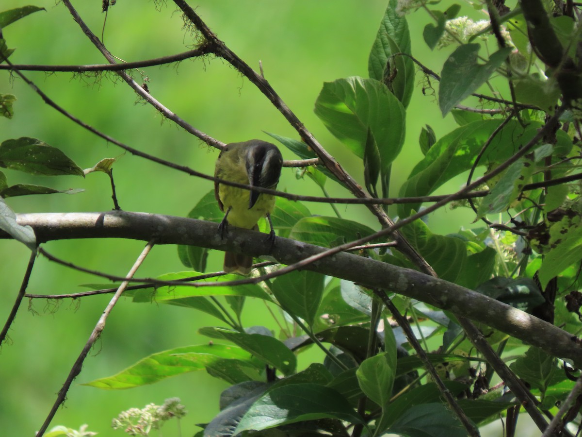 Golden-bellied Flycatcher - ML641819361