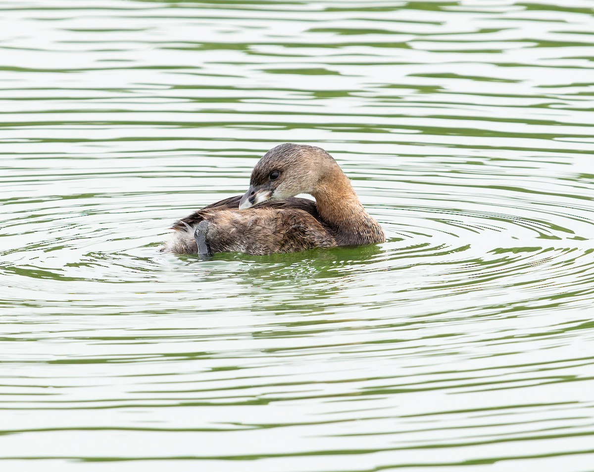 Pied-billed Grebe - ML641819402