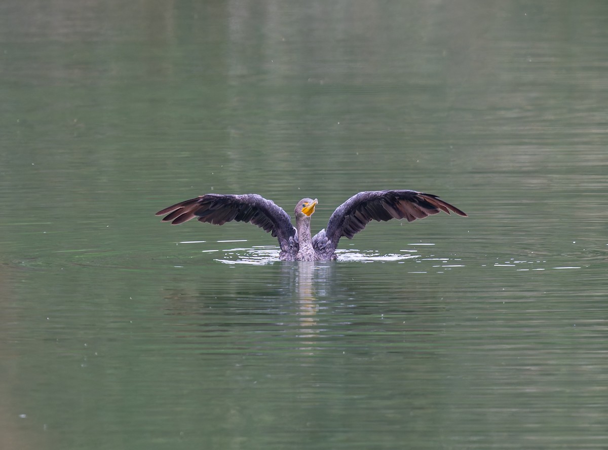 Double-crested Cormorant - ML641819417