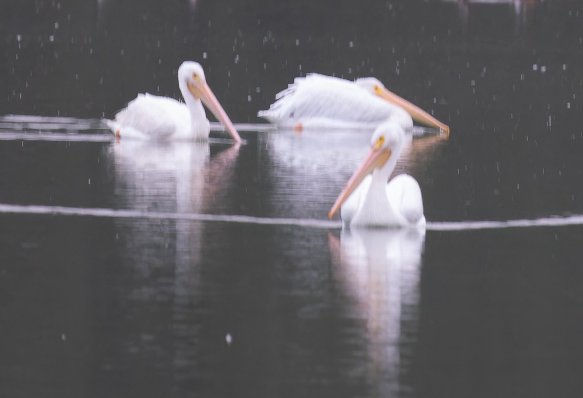 American White Pelican - ML641819423