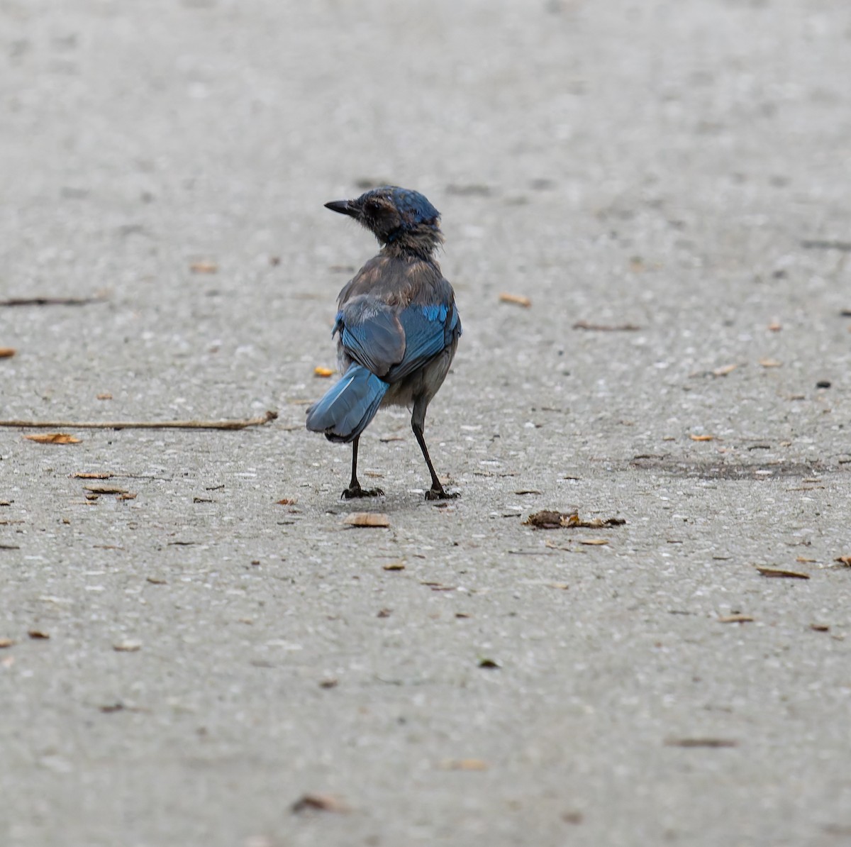 California Scrub-Jay - ML641819432