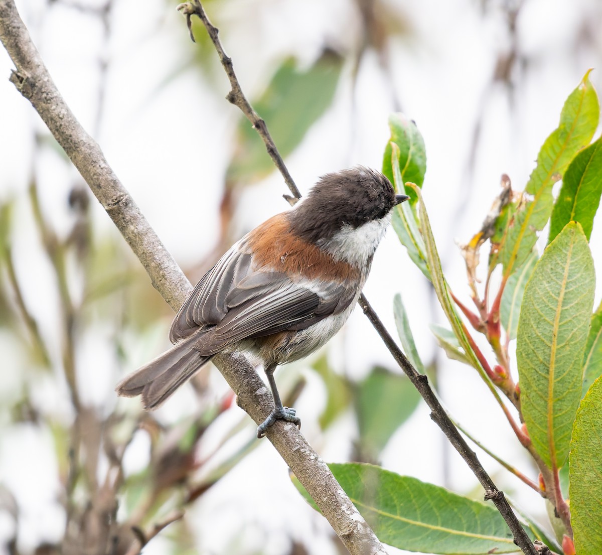 Chestnut-backed Chickadee - ML641819436