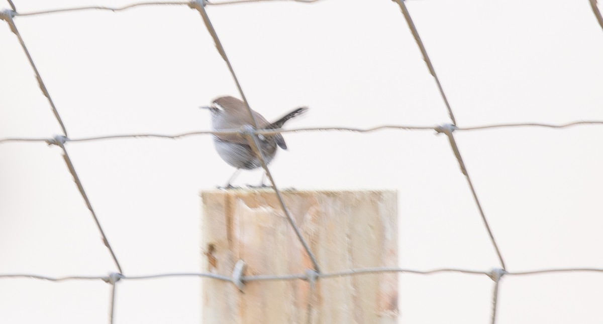Bewick's Wren - ML641819439